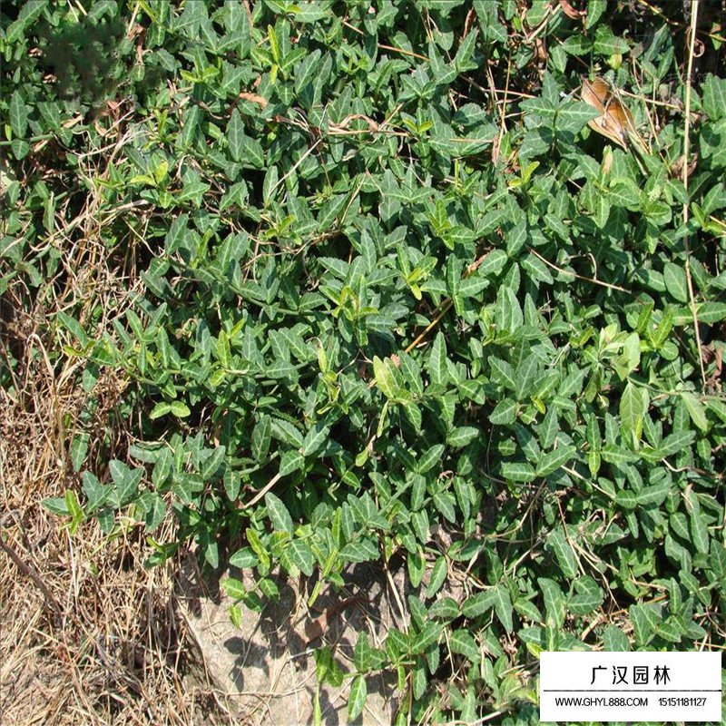 大葉扶芳藤產地