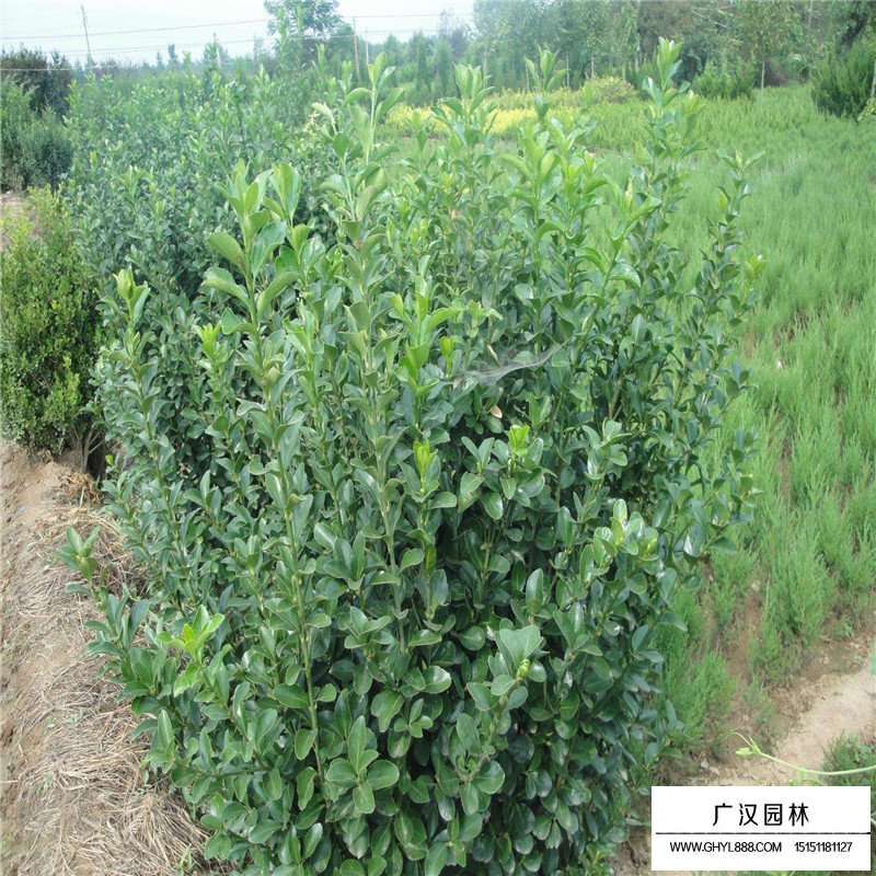 大葉扶芳藤產地