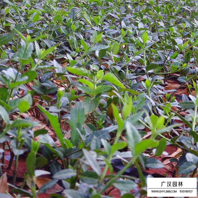 大葉扶芳藤產地