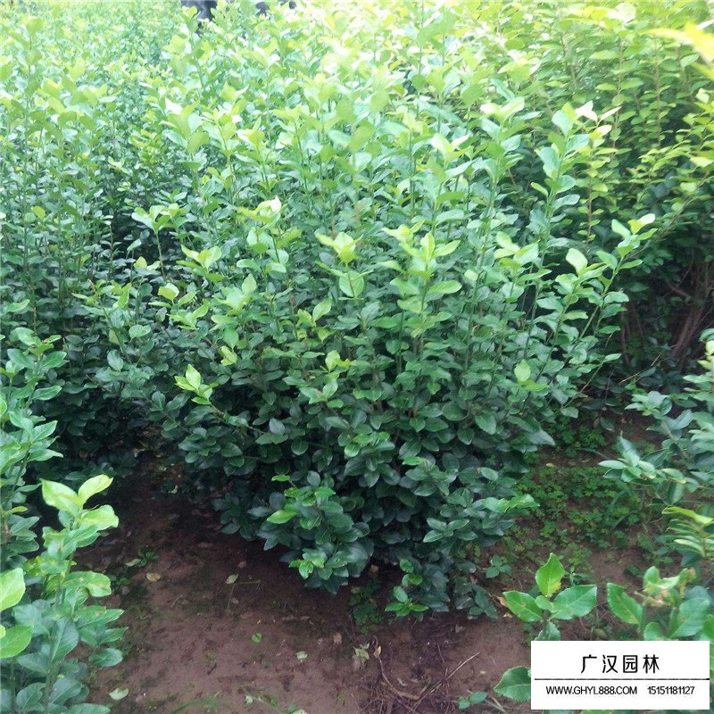 大葉扶芳藤產地