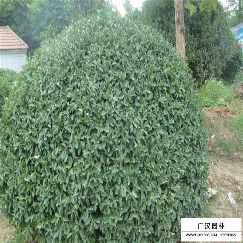大葉扶芳藤產地