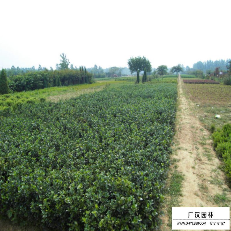 大葉扶芳藤產地