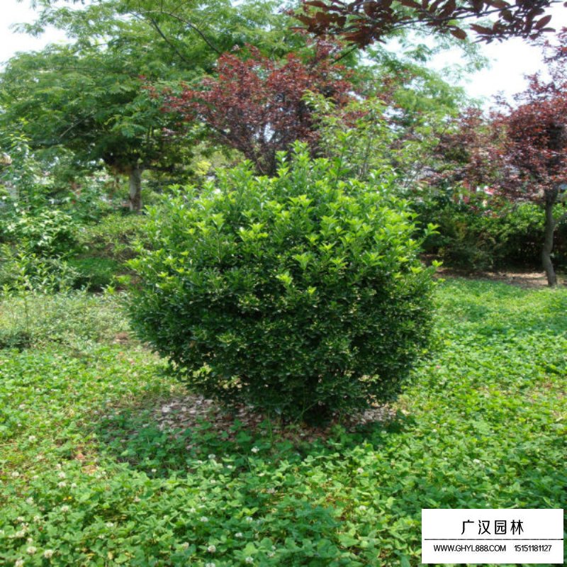 沭陽大葉黃楊球價格