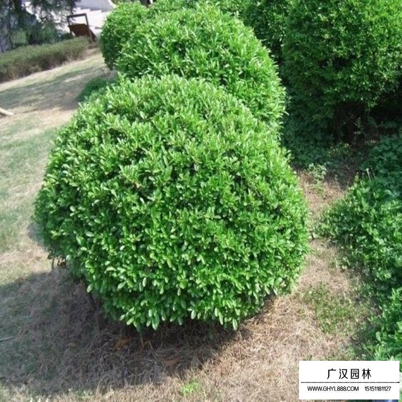 沭陽大葉黃楊球價格