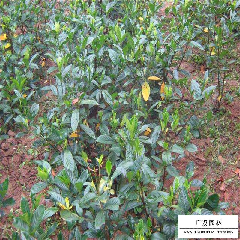 大葉梔子價格