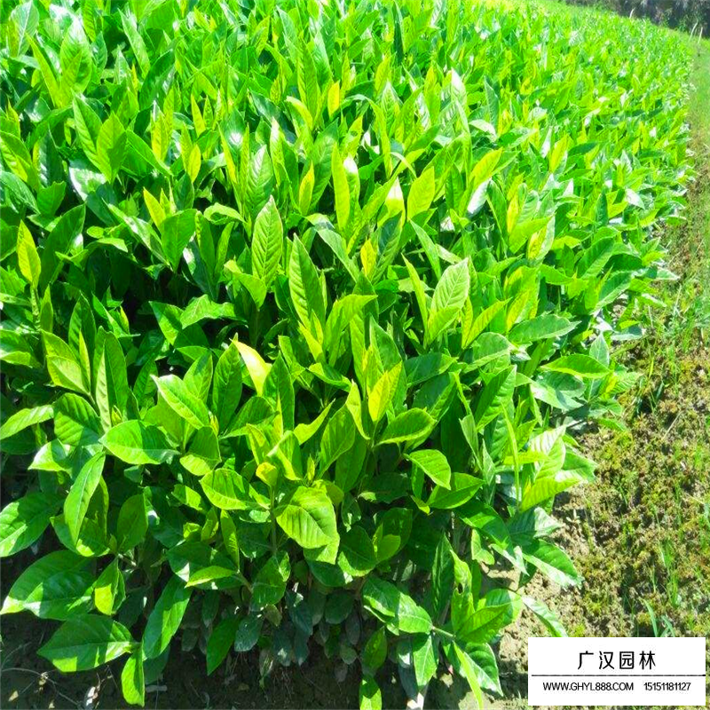 大葉梔子價格