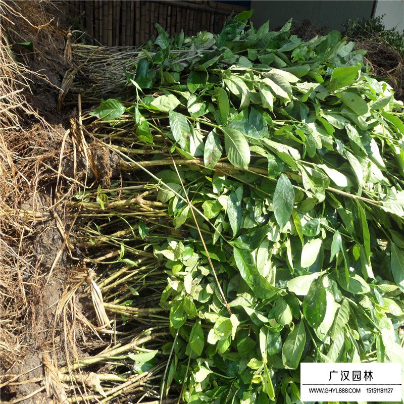 大葉梔子價格