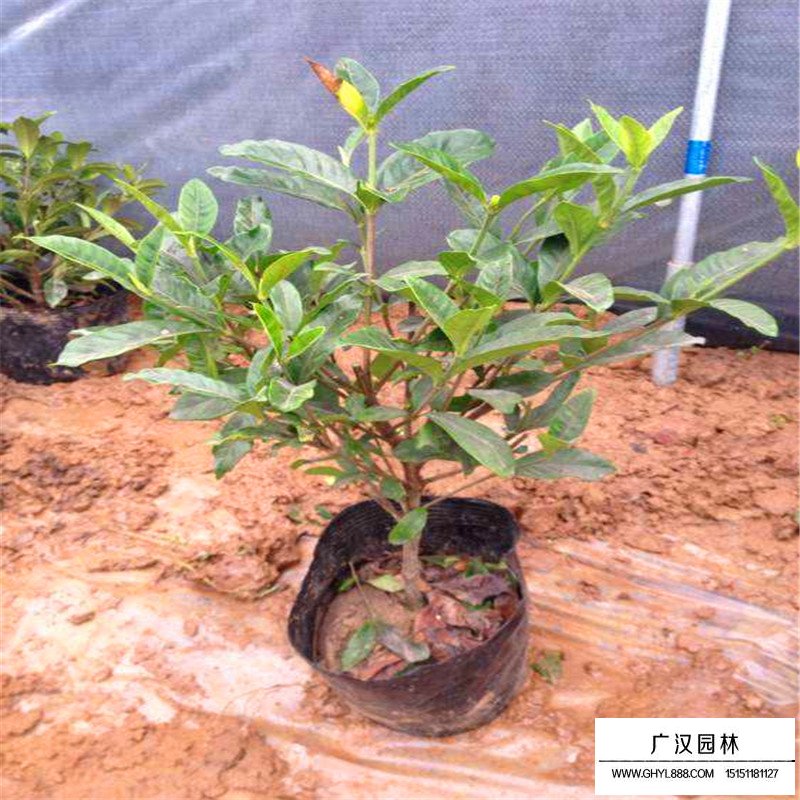 大葉梔子價格
