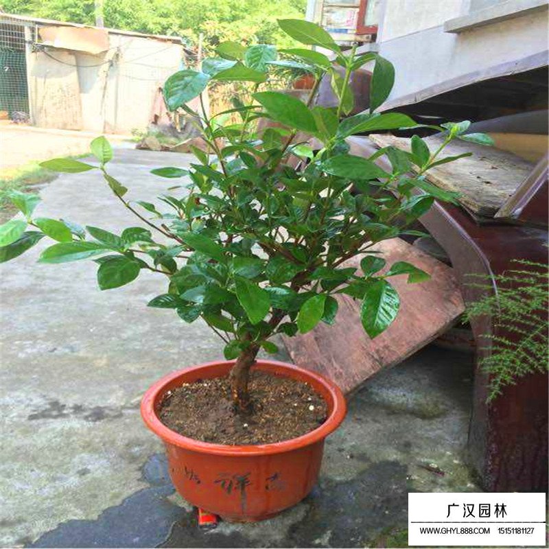 大葉梔子價格