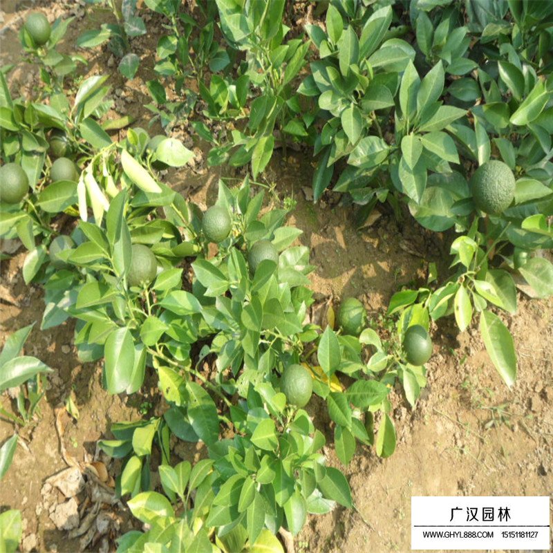 代代橘產地