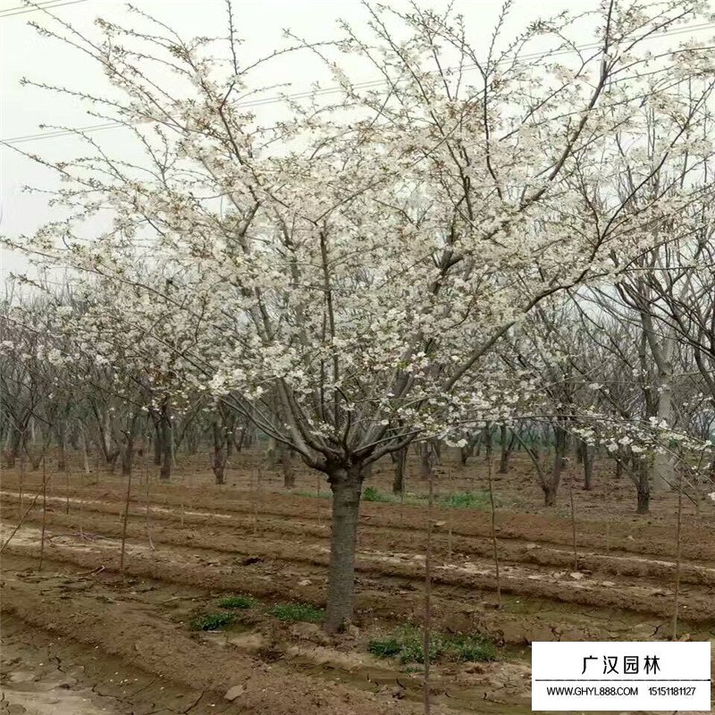 單櫻價格