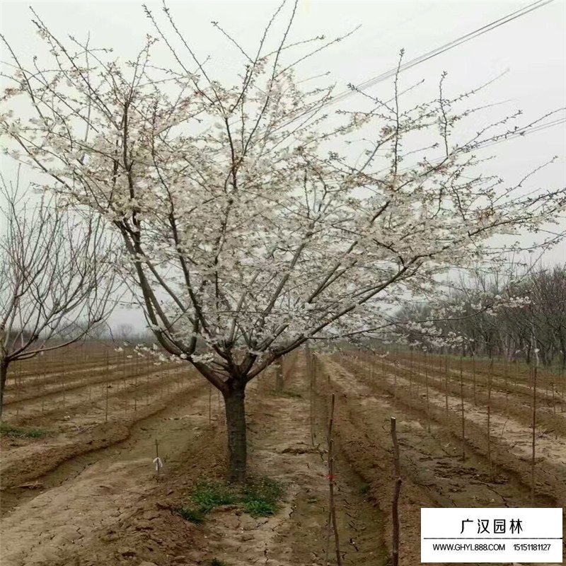 單櫻價格