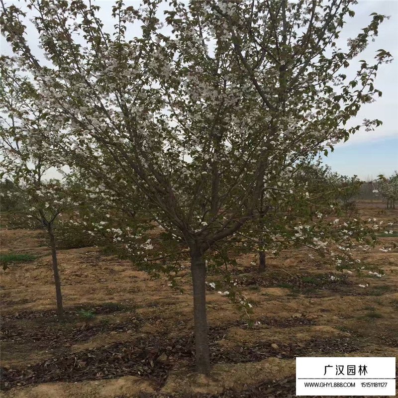 單櫻價格