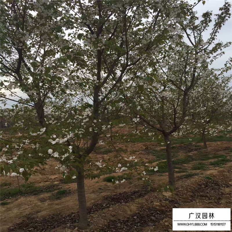 單櫻價格