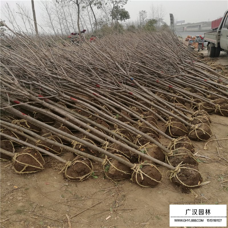 單櫻價格