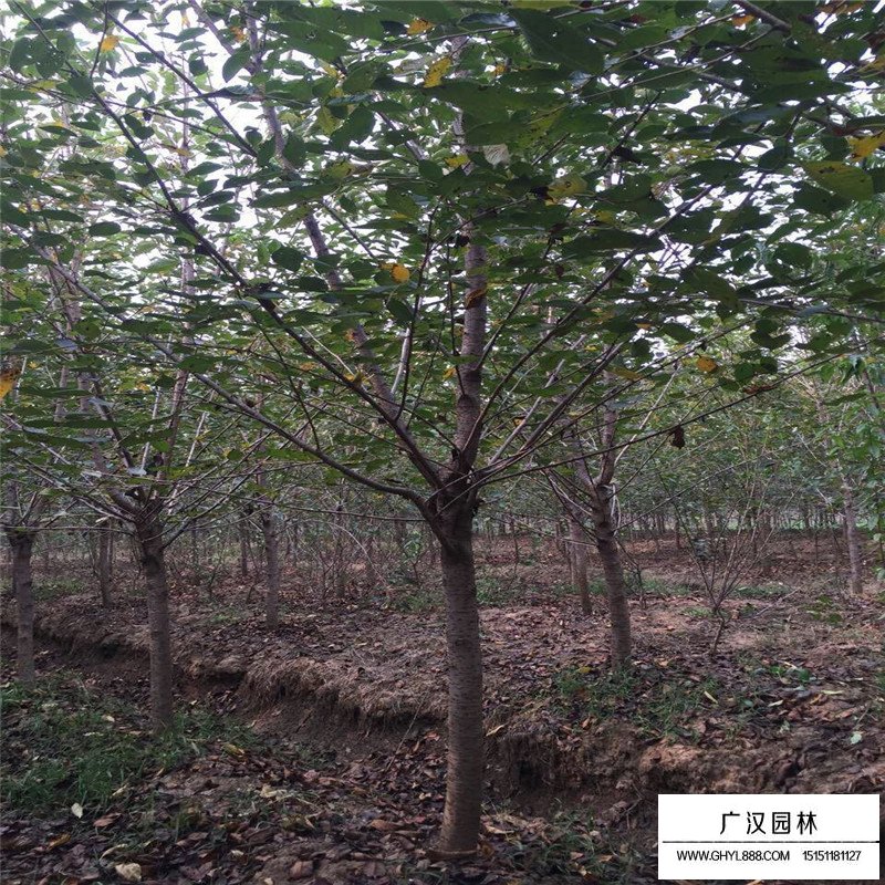 單櫻價格