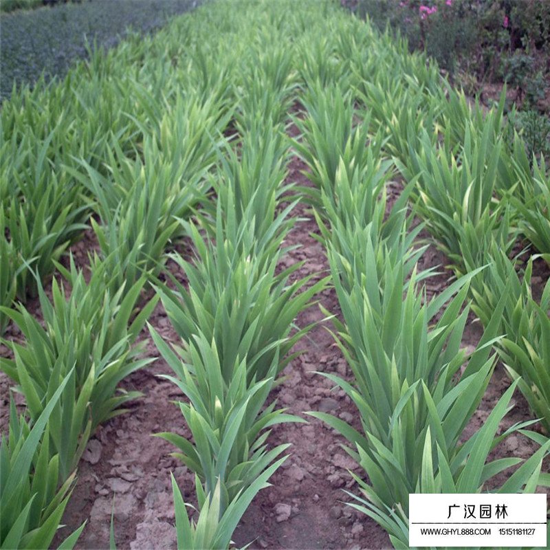 德國鳶尾產地