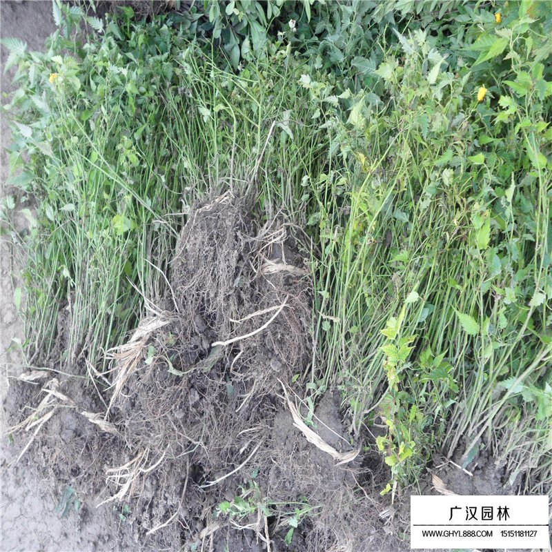 沭陽棣棠價格