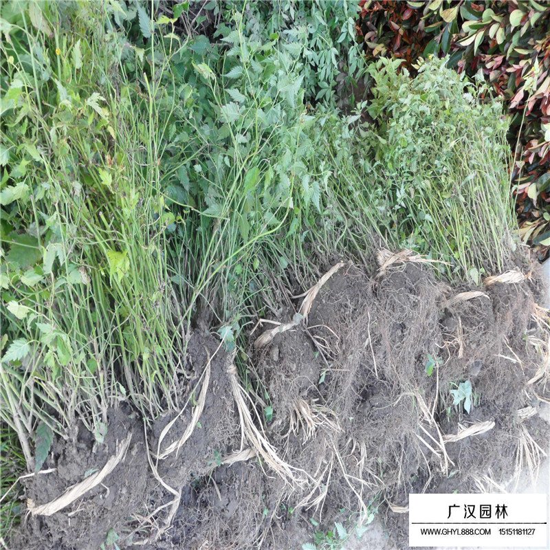 棣棠的故事(圖1)