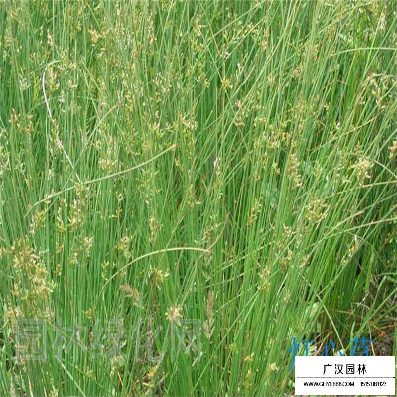 燈芯草產地