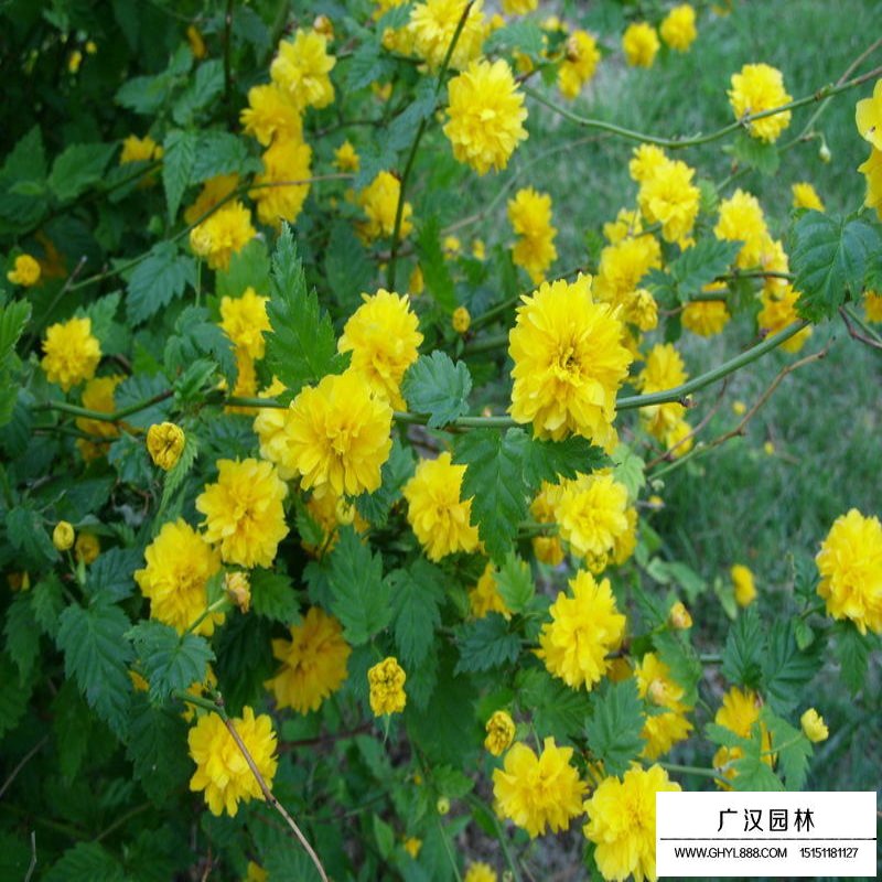 棣棠的故事(圖2)