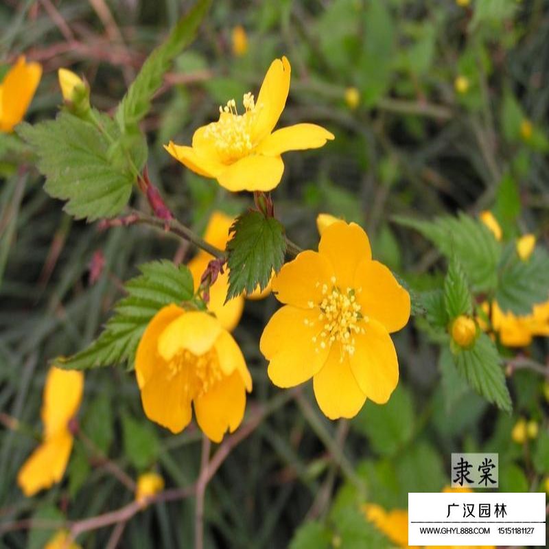 沭陽棣棠價格