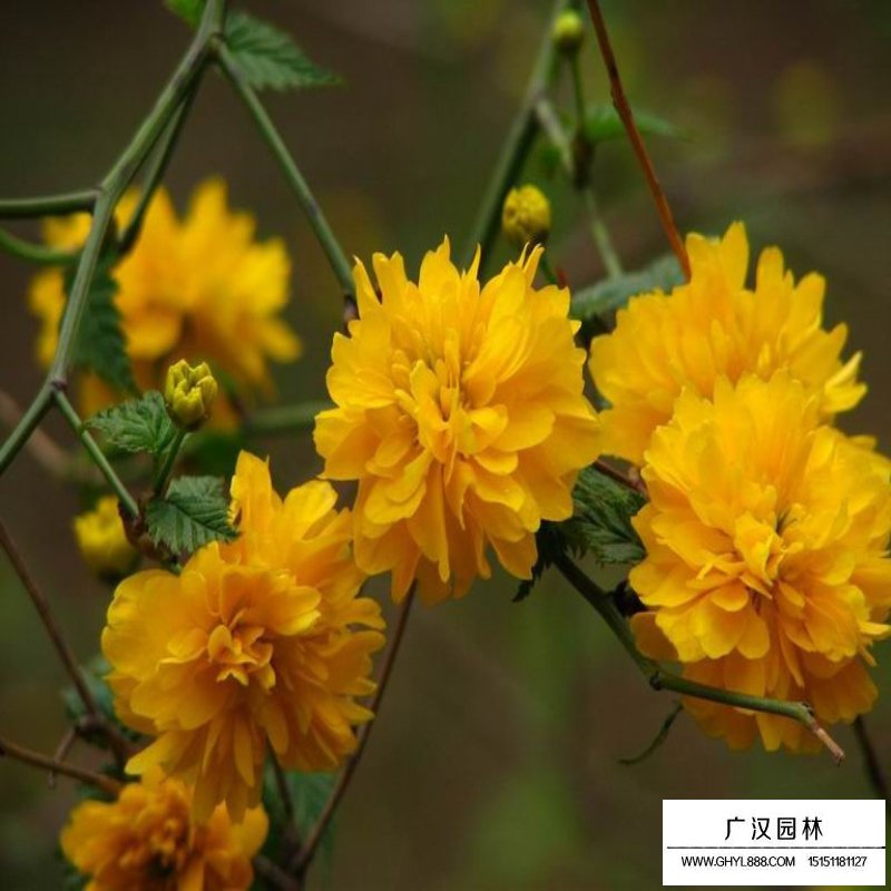 沭陽棣棠價格