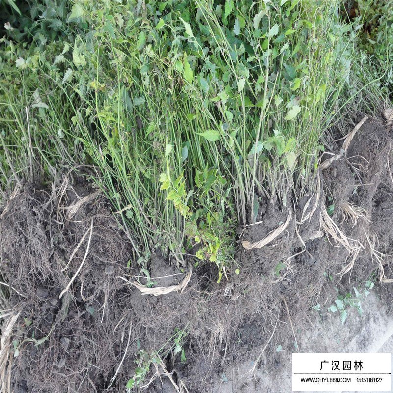 沭陽棣棠價格