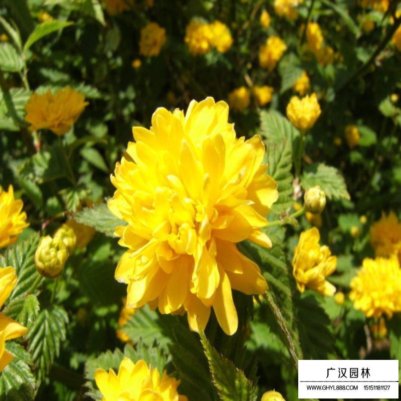 沭陽棣棠價格