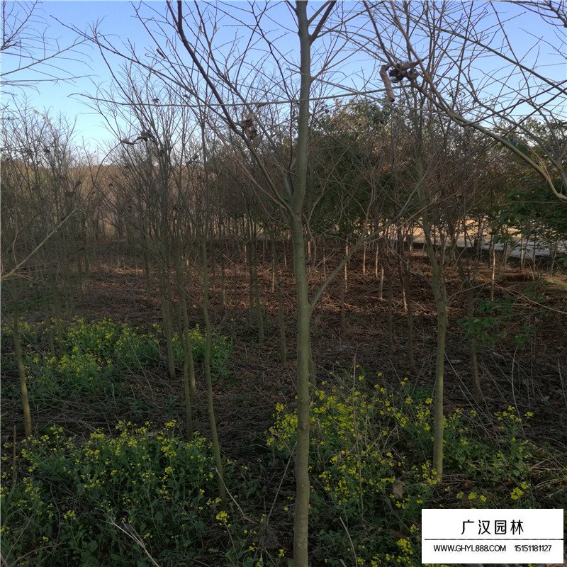 滇樸產地