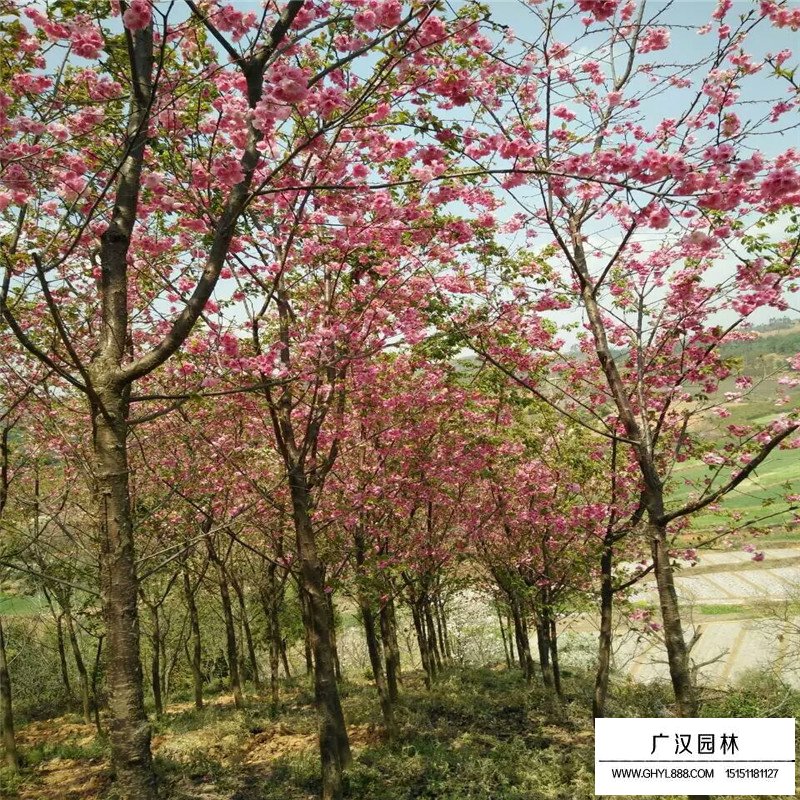 冬櫻花產地