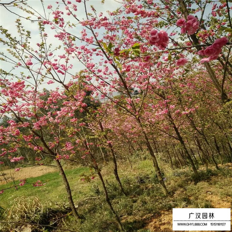 冬櫻花產地
