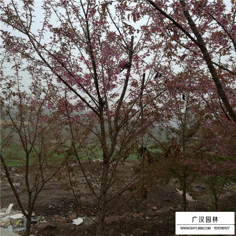 冬櫻花產地