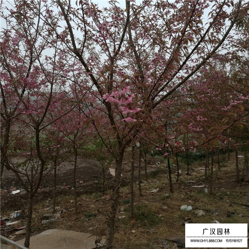 冬櫻花產地