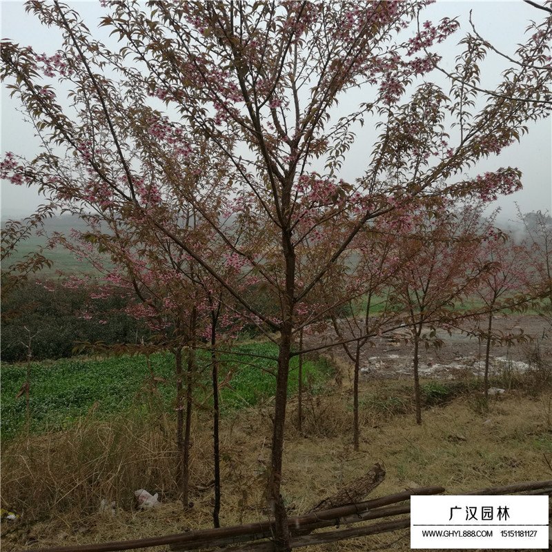 冬櫻花產地