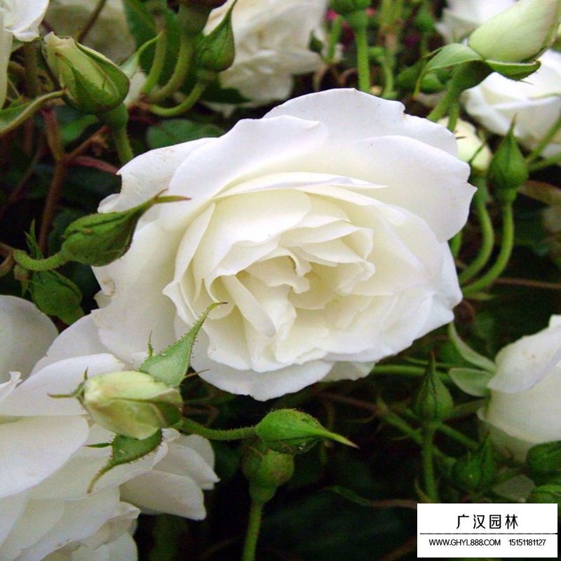 豐花月季產地