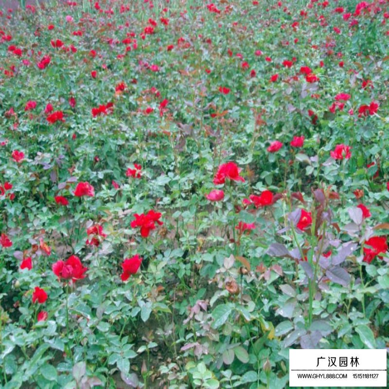 豐花月季產地