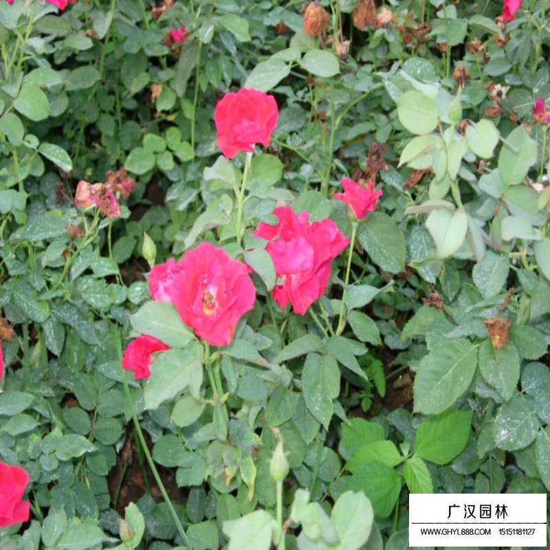 豐花月季產地