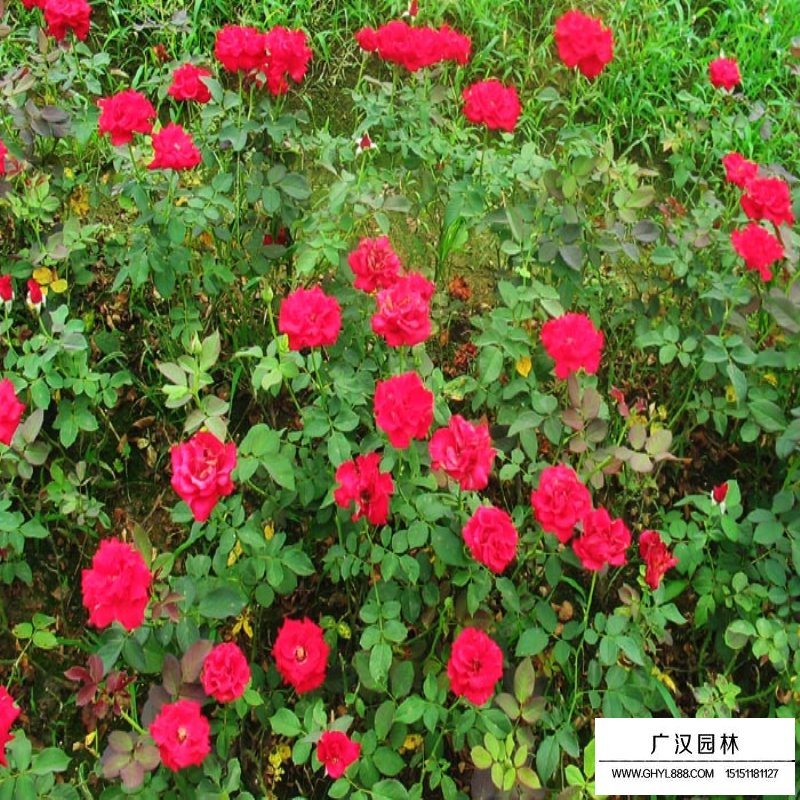 豐花月季產地