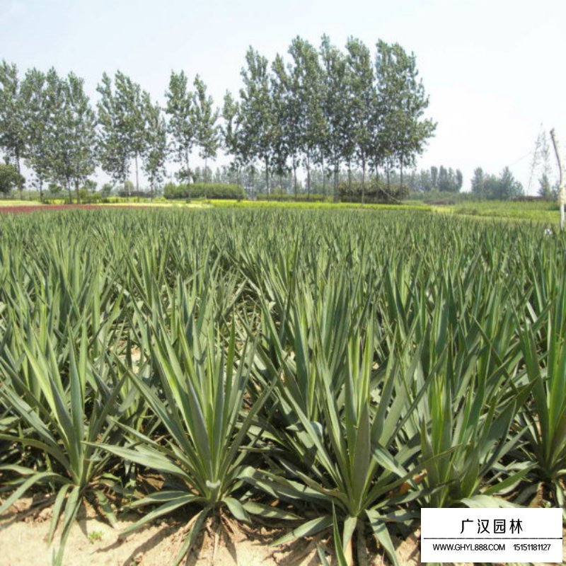鳳尾蘭基地