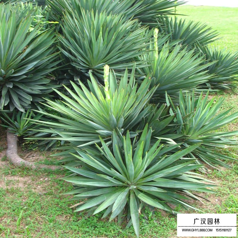 鳳尾蘭基地