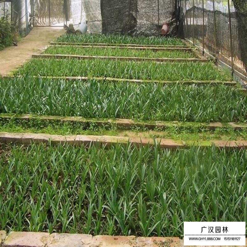鳳尾蘭基地