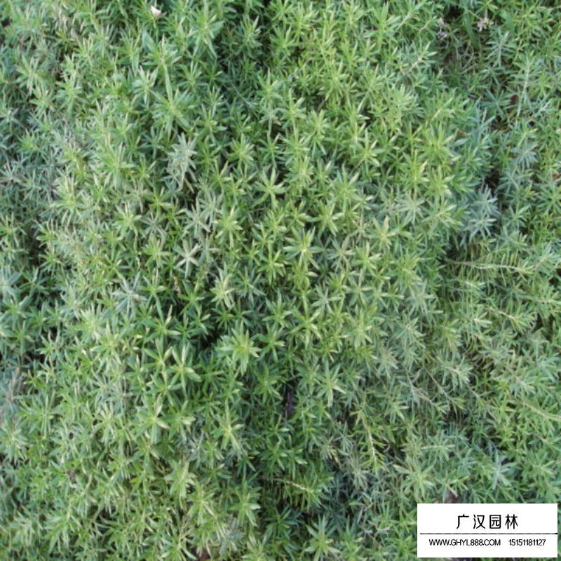 佛甲草產地