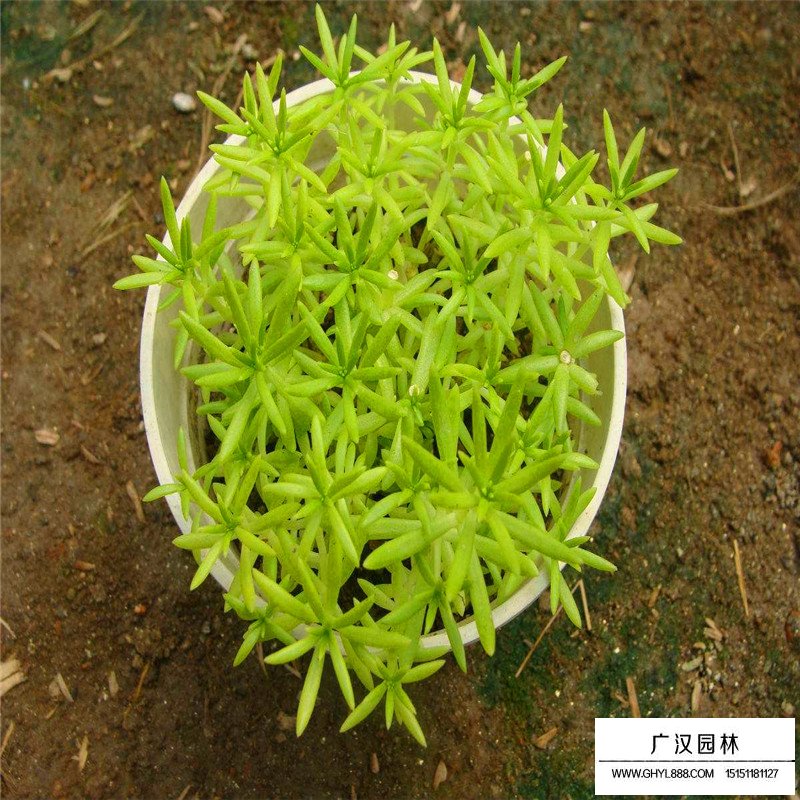 佛甲草產地