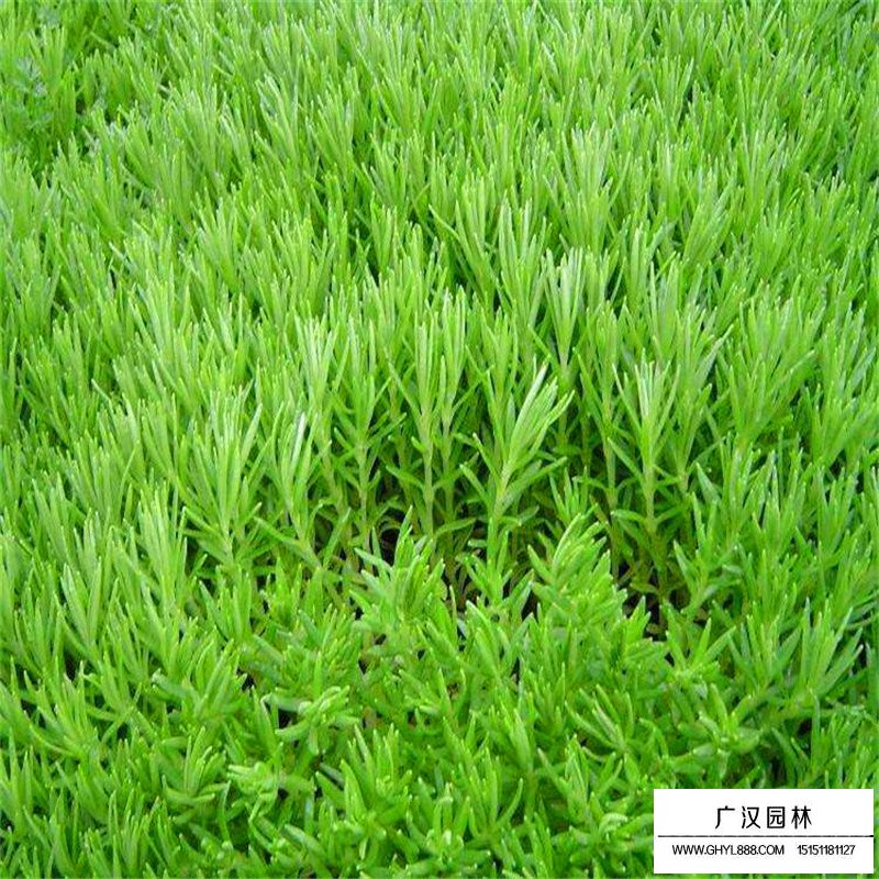 佛甲草產地