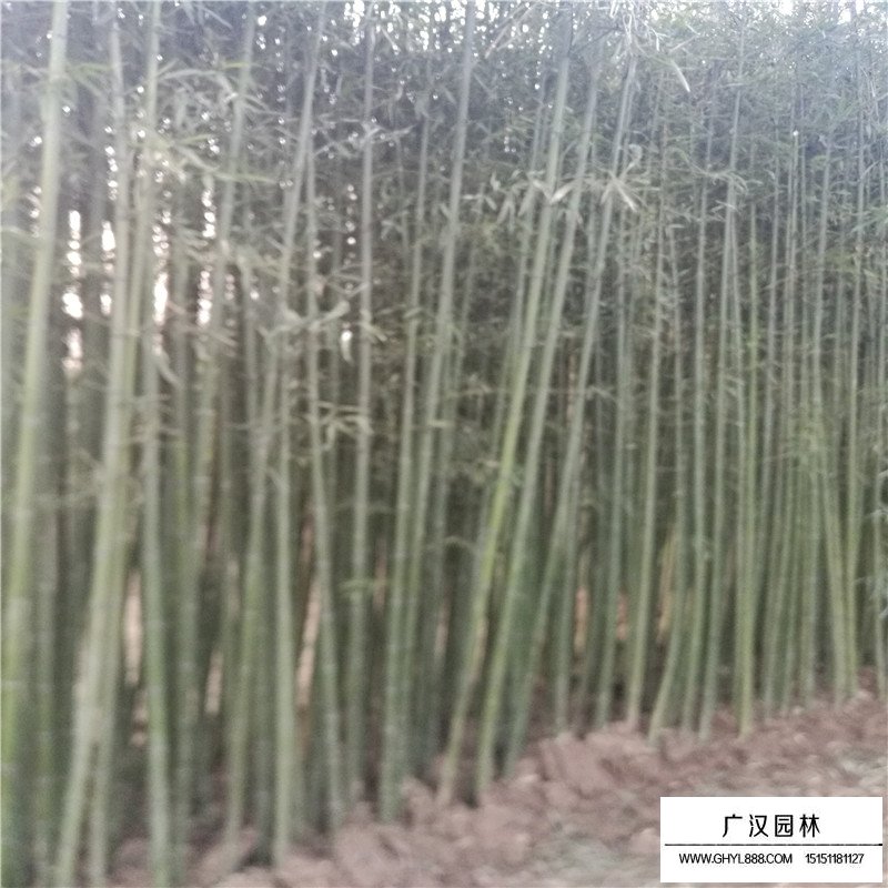 鋼竹產地