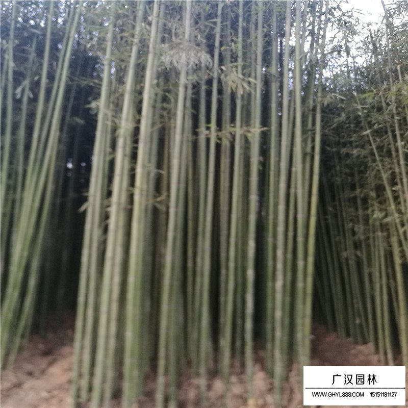鋼竹產地