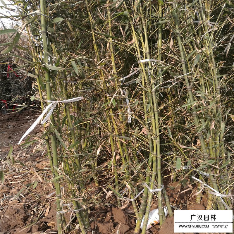 鋼竹產地