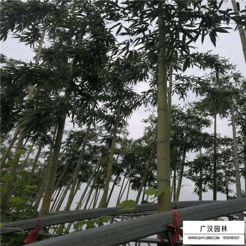 鋼竹產地
