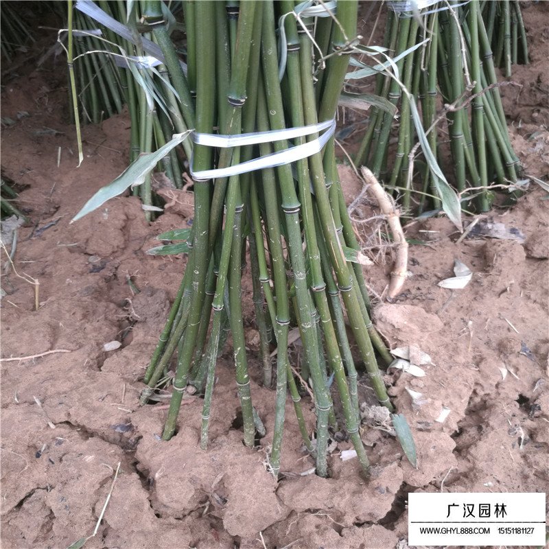 鋼竹產地